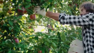Meyve bahçesinde elma toplayan olgun erkeklerin el kamerası görüntüsü.