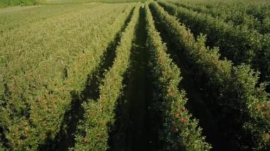 Elma bahçesinin drone görünümü