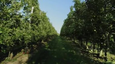 Meyve bahçesindeki elma ağaçlarının manzarası