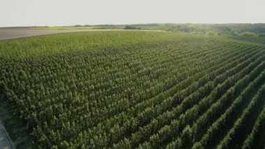 Elma bahçesinin havadan görünüşü