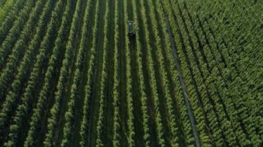 Elma bahçesinin havadan görünüşü ve elma toplayan çiftçiler