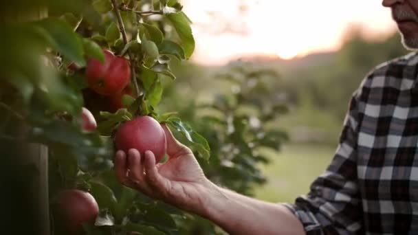 Портативные Видео Шоу Фермера Контролирующего Плантацию Яблок — стоковое видео