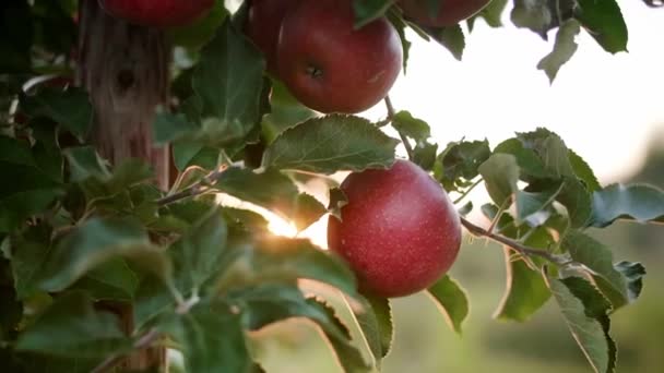 Ręczne Pokazy Wideo Mężczyzn Zbieranie Jabłka — Wideo stockowe