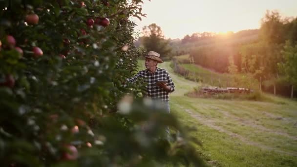 Vista Mano Del Agricultor Utilizando Tecnología Huerto Manzanas — Vídeos de Stock