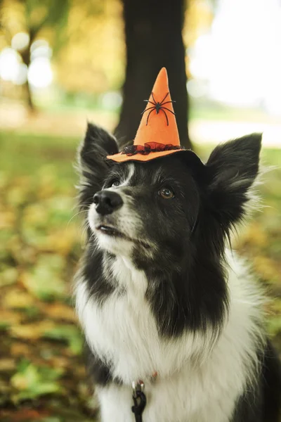 Σκύλος Φοράει Καπέλο Μάγισσας — Φωτογραφία Αρχείου
