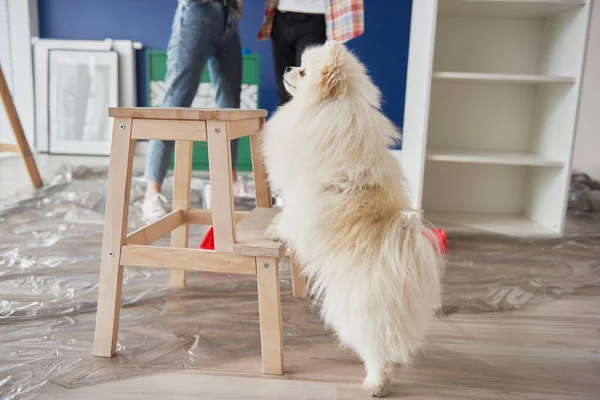 狗帮助重新粉刷房子 — 图库照片