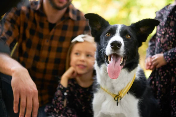 Счастливая Собака Семья Заднем Плане — стоковое фото