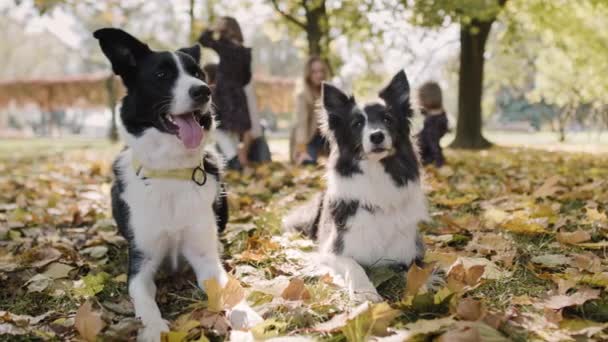 Glückliche Hunde Und Familie Hintergrund — Stockvideo