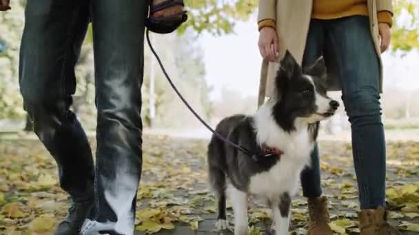 Пара Собака Поводке Осеннем Парке — стоковое видео