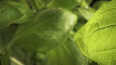 Fesleğen yapraklarının makro görüntüsünü yakınlaştır. 8K 'da kırmızı helyum kamerayla çekildi.