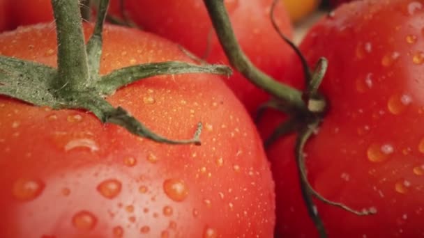 Μεγέθυνε Βίντεο Τις Φρέσκιες Ντομάτες Πυροβολήθηκε Κόκκινη Κάμερα Ηλίου — Αρχείο Βίντεο