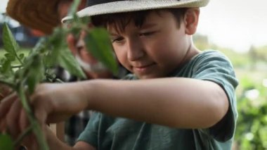 Çalılıktan domates toplayan çocuğun videosunu kapat. 8K 'da kırmızı helyum kamerayla çekildi..