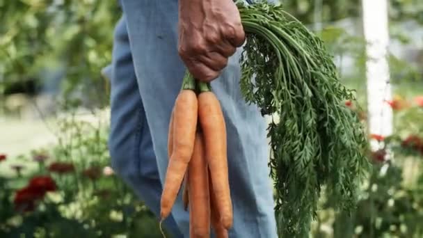 Gros Plan Vidéo Fermier Tenant Des Carottes Main Tourné Avec — Video