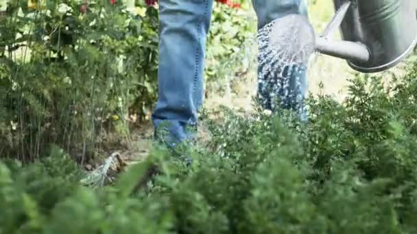 Detail Video Watering Vegetables Watering Can Shot Red Helium Camera — Stock Video