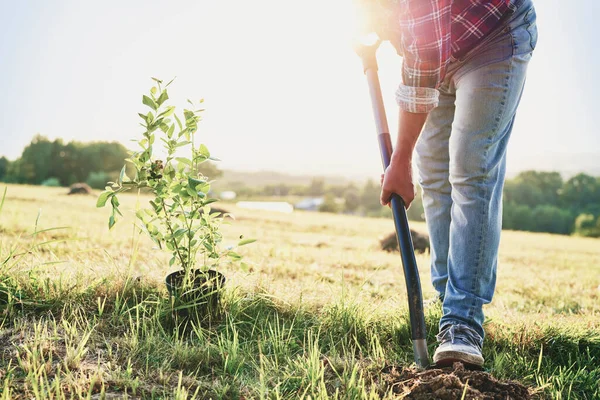 Jardinero Irreconocible Planta Árbol — Foto de Stock