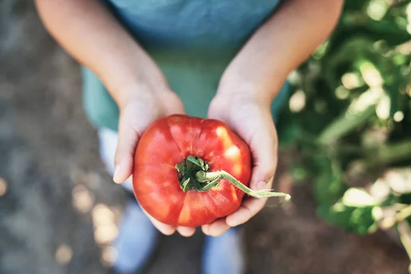 Gros Plan Tomate Mûre Dans Les Mains Enfant — Photo