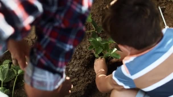 Vista Superior Niño Plantando Una Fresa Con Abuelo Fotografía Con — Vídeo de stock