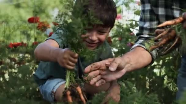 Seguimiento Vídeo Niño Recogiendo Zanahorias Huerto Fotografía Con Cámara Helio — Vídeo de stock