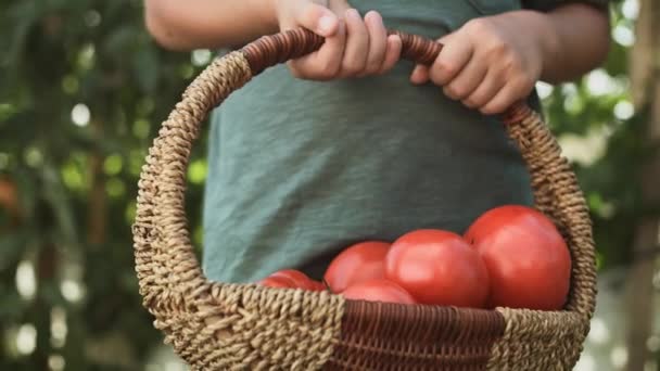 Zamknij Film Pełnym Wiklinowym Koszem Pomidorami Nakręcony Aparatem Hel Red — Wideo stockowe