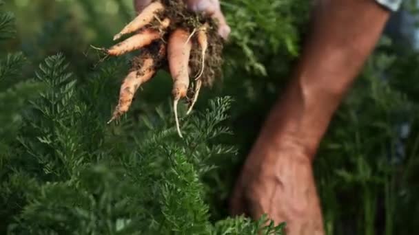 Nahaufnahme Des Zupfens Einer Möhre Aus Einem Beet Aufnahme Mit — Stockvideo