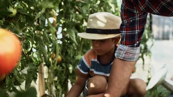 Seguimiento Vídeo Niño Pequeño Plantando Una Fresa Con Abuelo Fotografía — Vídeo de stock
