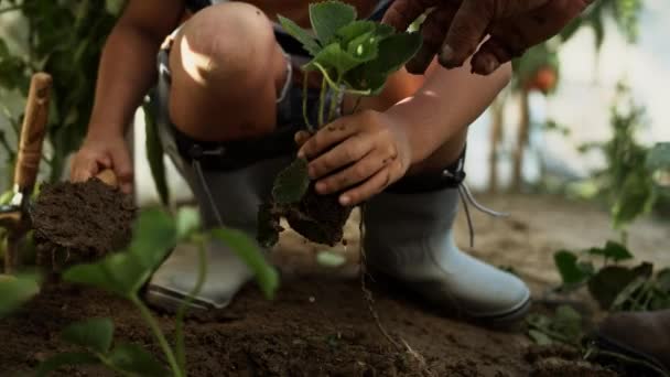 Tracking Video Little Boy Planting Seedlings His Grandfather Shot Red — Stock Video