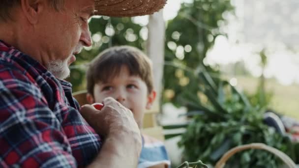 Video Grandfather Eating Tomatoes Harvested His Own Garden Shot Red — Stock Video