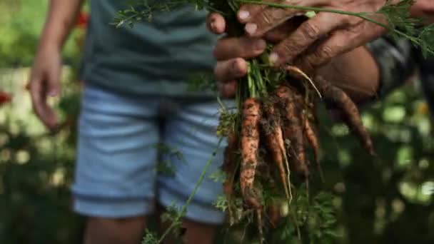 Video Grandfather Grandson Carrots Vegetable Garden Shot Red Helium Camera — Stock Video
