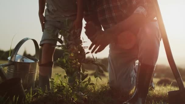 爷爷和孙子在日落时种树的录像 用8K的红色氦相机拍摄 — 图库视频影像