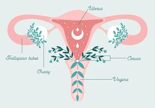 Vhodné pro pacienta květinové schéma zdravé dělohy a vaječníků. Zdraví žen, symbol ženskosti. Děloha v květinách — Stockový vektor