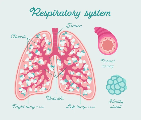 Esquema floral amigable para el paciente de pulmones humanos sanos. Estructura de los pulmones - diagrama médico dibujado a mano — Vector de stock