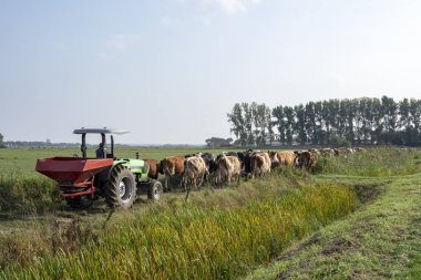 Satır inek milked olacak bir tarım manzara ahırda yürüme inekler arkasında traktör sürücüleri.