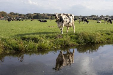 Tipik bir Hollandalı peyzaj düz arazi ve su ve mavi gökyüzü bulutlu ufuktan kükreyen, inek yansıma bir hendekte siyah benekli.