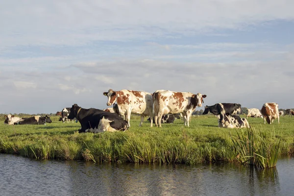 Group of cows on the edge of a ditch, in a typical Dutch, Holland landscape of flat land and water and a blue sky with clouds on the horizon.