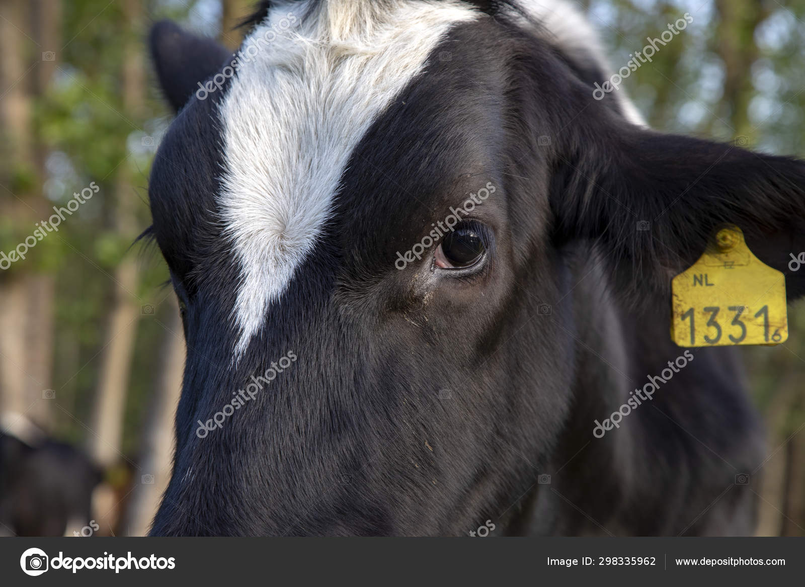 Close Up Of The Face The Eye A Black And White Holstein Cow Stock