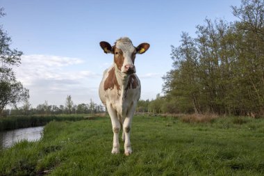Gururlu kırmızı ve beyaz küçük bir çayır üzerinde duruyor.