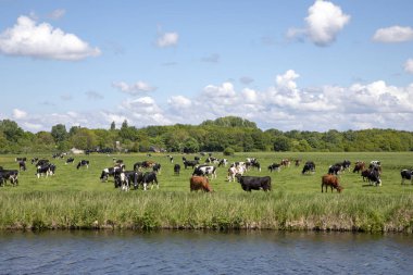 Dike arkasında bir çayır aşağı otlayan sürüsi.