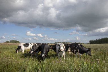 Karanlık yağmurlu bir gökyüzünün altında yüksek sazlıkta duran bir grup. 