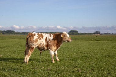 Tatlı küçük boğa yavrusu işiyor, suyu tek başına yapıyor..