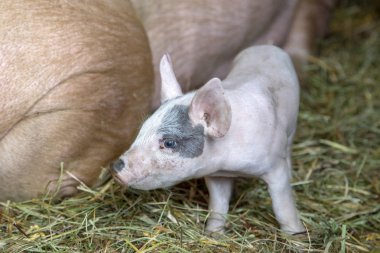Bir ahır siyah göz lekeile Yenidoğan küçük pembe sevimli piglet. 