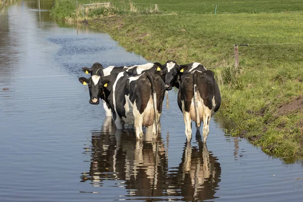 Drie zwart-witte koeien staan in een kreek of sloot. — Stockfoto