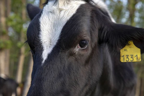 Nahaufnahme des Gesichts, des Auges, einer schwarz-weißen Holsteinkuh. — Stockfoto