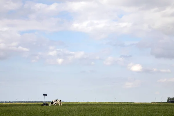 草地の黒と白の牛の放牧,飲み谷の隣. — ストック写真