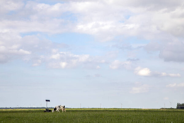 Black and white cow grazes in wide green pasture, next to a drinking trough on solar energy, in the polder in Holland under a sky with clouds, wind turbines at the horizon.