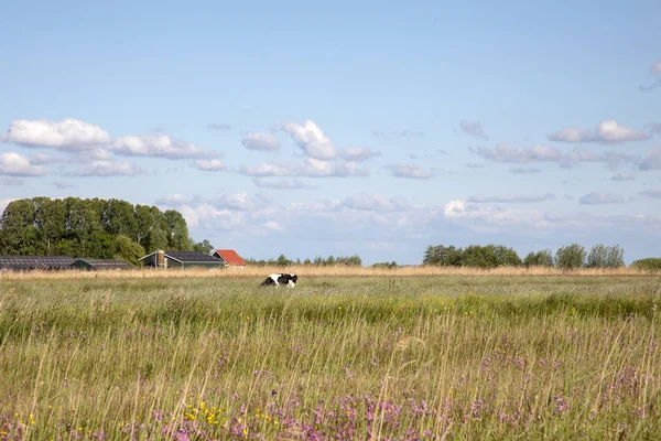 Dutch landscape, in the distance a cow in the reed field.