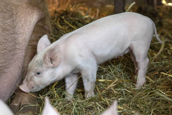 Neonato piccolo rosa carino succhiare maiale è in piedi in una stalla . — Foto Stock