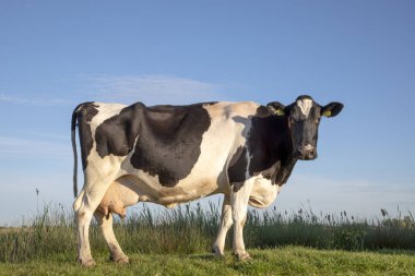 Tam meme ile güzel siyah ve beyaz friesian Holstein.