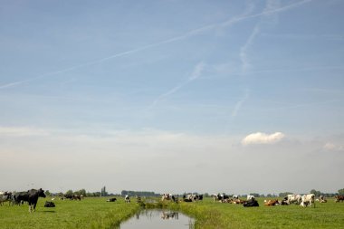Ortasında bir hendek olan bir çayırda bir sürüsi.