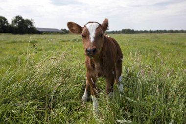 Yenidoğan sevimli derin kırmızı buzağı uzun yeşil çim titrek duruyor. 