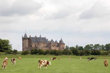 Muiderslot'un önündeki otlakta otlayan sürüleri.